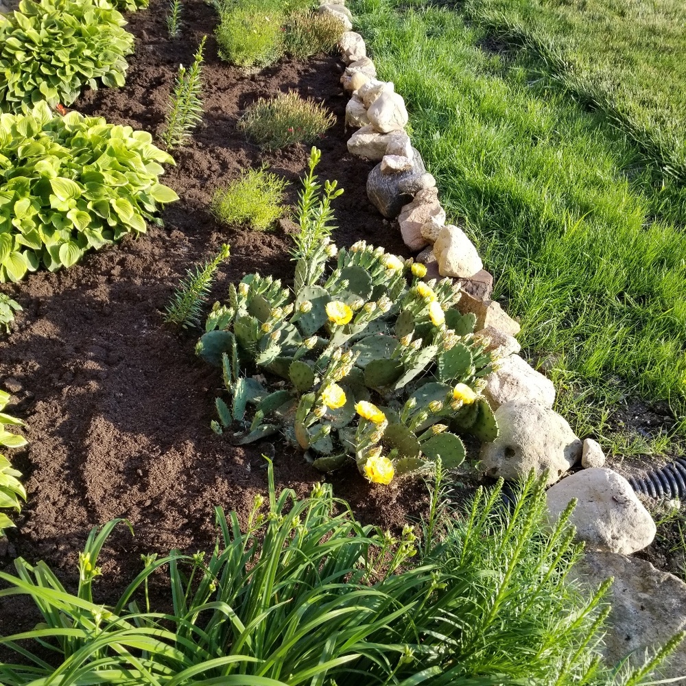 🌵My beautiful Cacti blooming 🌻